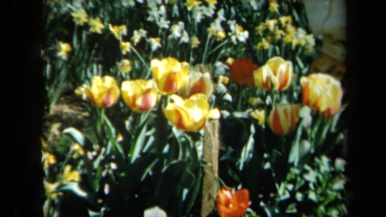 1969 California 8mm frame showing bright tulips and daffodils in a sunlit garden bed.