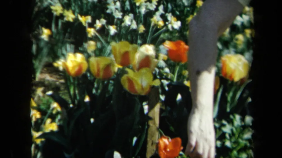 1969 California 8mm frame of garden flowers with a light-toned arm passing at the right edge.