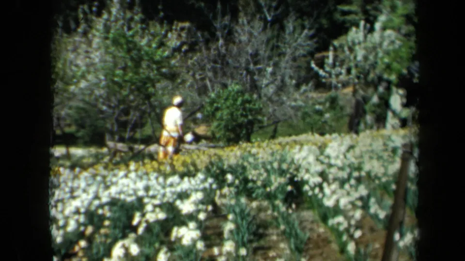 The woman continues through the California garden, framed by white flowers, yellow blooms, leafy shrubs, and uneven handheld 8mm composition.