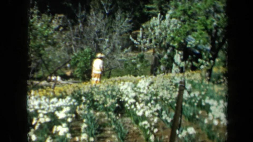 1969 California home-movie frame with a woman in pale clothing near white flower beds and dense greenery.