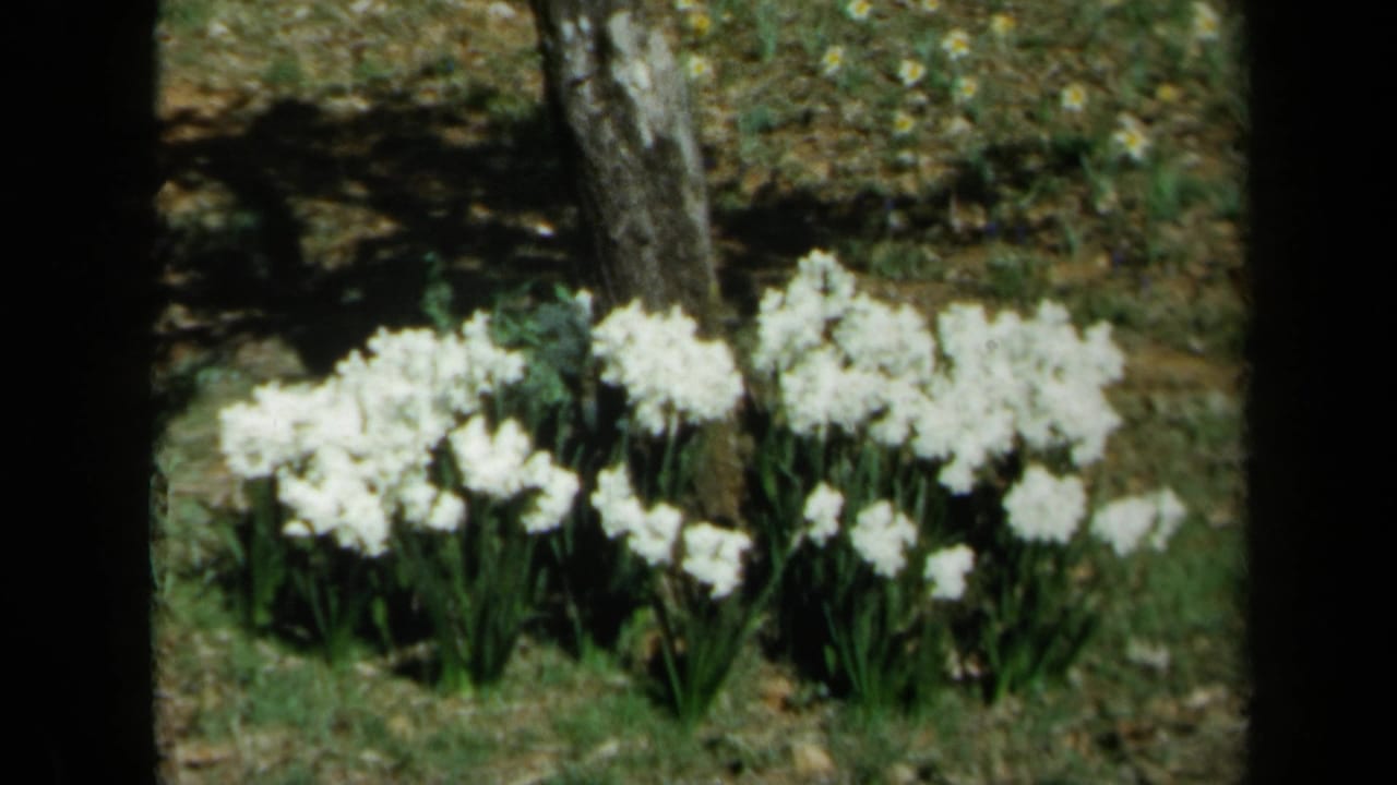 White daffodils bloom in a sunlit California garden or wooded lawn in 1969 8mm home-movie footage.