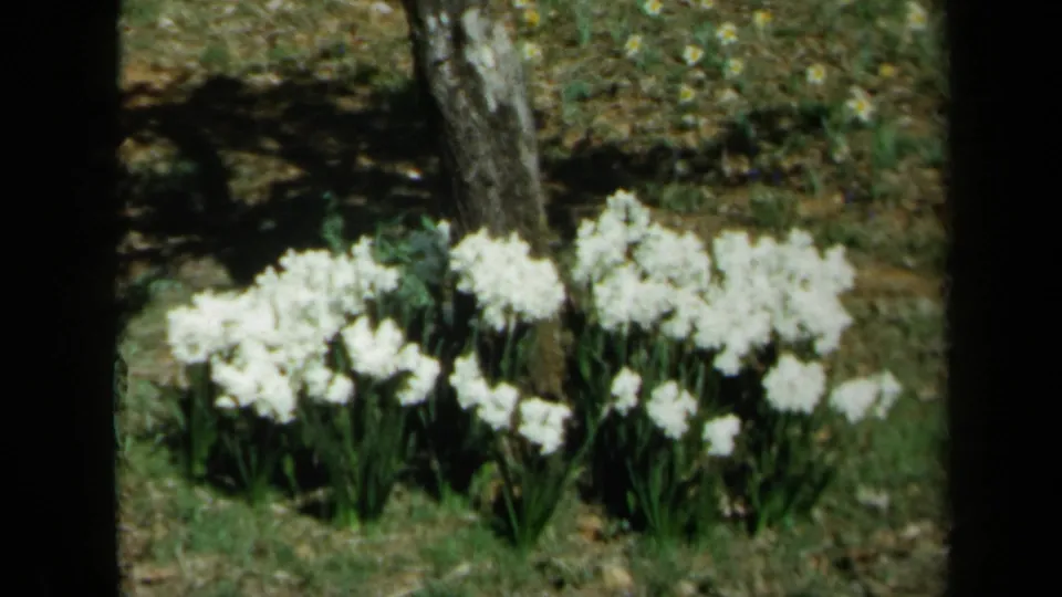 White daffodils bloom in a sunlit California garden or wooded lawn in 1969 8mm home-movie footage.