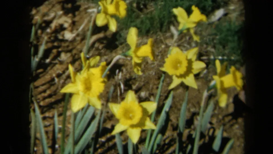 Yellow daffodils stand in a sunlit California garden bed, filmed in soft 1969 8mm color.