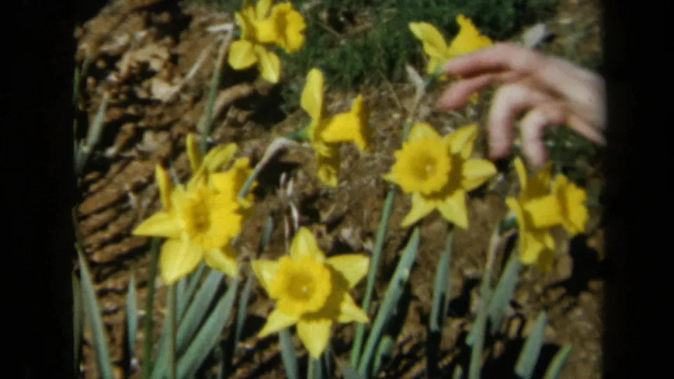 A human hand reaches into a California garden bed to touch yellow daffodils in 1969 8mm home-movie footage.