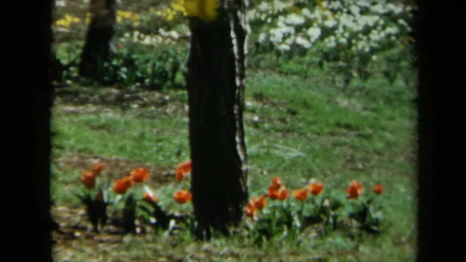 Orange-red flowers and distant white blooms appear among trees and grass in California 1969 8mm garden footage.