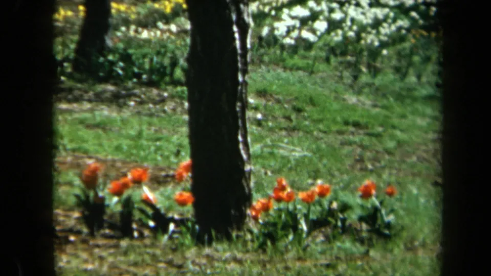 A 1969 California garden view with red flowers, grass, and dark tree trunks captured on soft 8mm film.