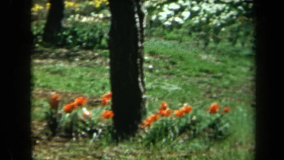 Soft 8mm frame from 1969 California showing red flowers clustered near a tree trunk with green grass behind them.