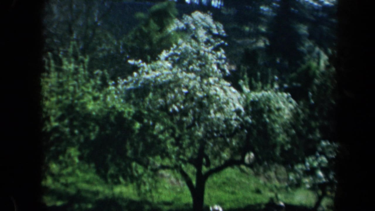 1969 California home-movie frame of white-blossomed trees and dense green foliage viewed from a shaded position.