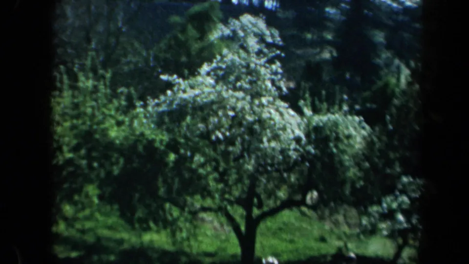 1969 California home-movie frame of white-blossomed trees and dense green foliage viewed from a shaded position.