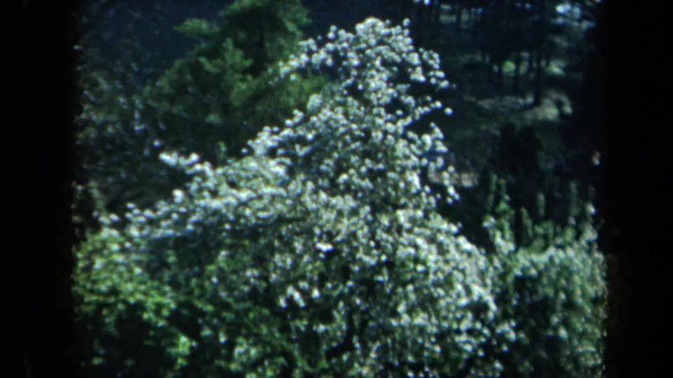 Soft 8mm view of a flowering tree canopy in a green California park or garden setting.