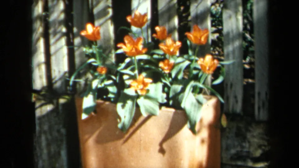 1969 California home-movie frame of orange tulips and green leaves in a terracotta planter against a sunlit wooden fence.