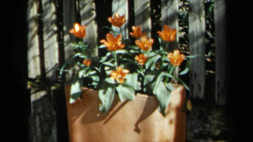 1969 California 8mm frame showing orange tulips clustered in a terracotta pot, lit by dappled sun against a fence.