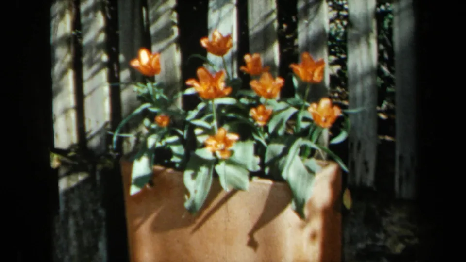 1969 California garden frame with orange tulips in a terracotta planter, green foliage, and sunlit fence boards.
