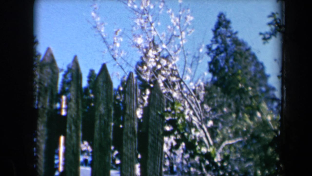 1969 California garden view with dark picket fencing, white blossoms, evergreen trees, and a bright blue sky.