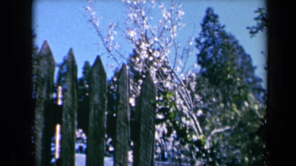Vintage 8mm frame of a California garden fence with white spring blossoms and trees beyond the slats.