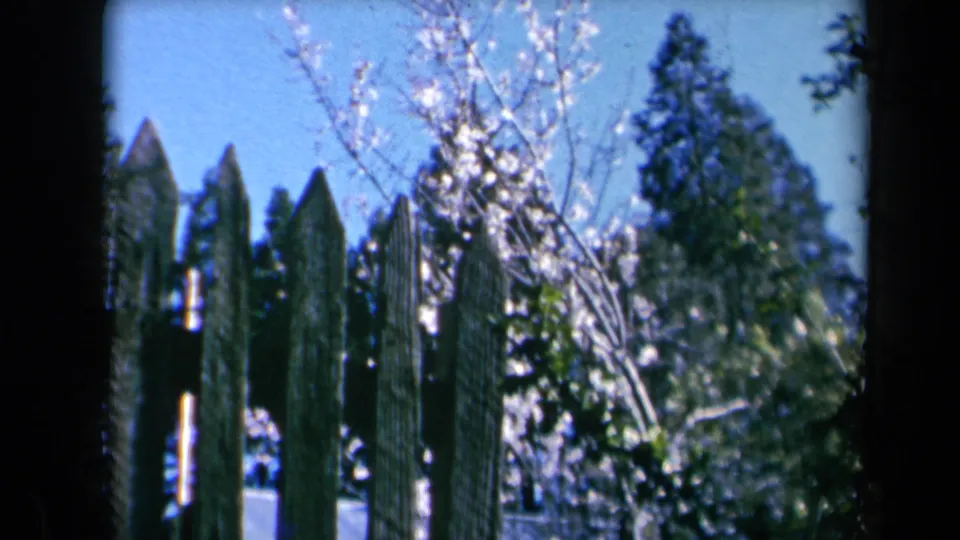 1969 California home-movie frame showing a dark garden fence with pale blossoms and evergreens in bright daylight.