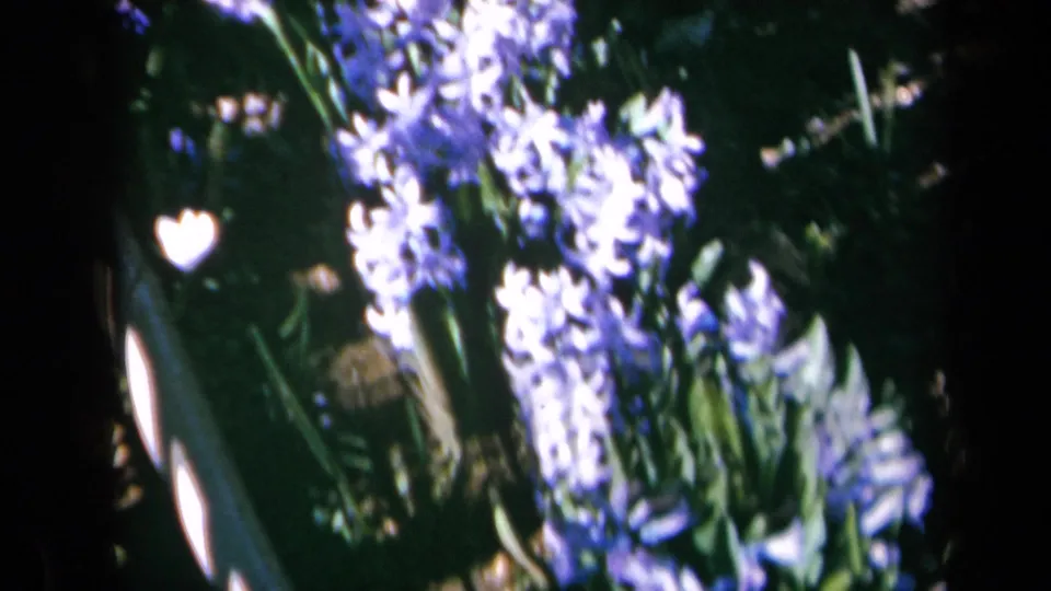 1969 California 8mm close-up of purple hyacinth blossoms among green leaves, with strong sun and shadow across the garden.
