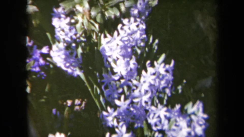 1969 California 8mm frame with purple hyacinth flower clusters, green stems, and shadowed foliage in a backyard garden.