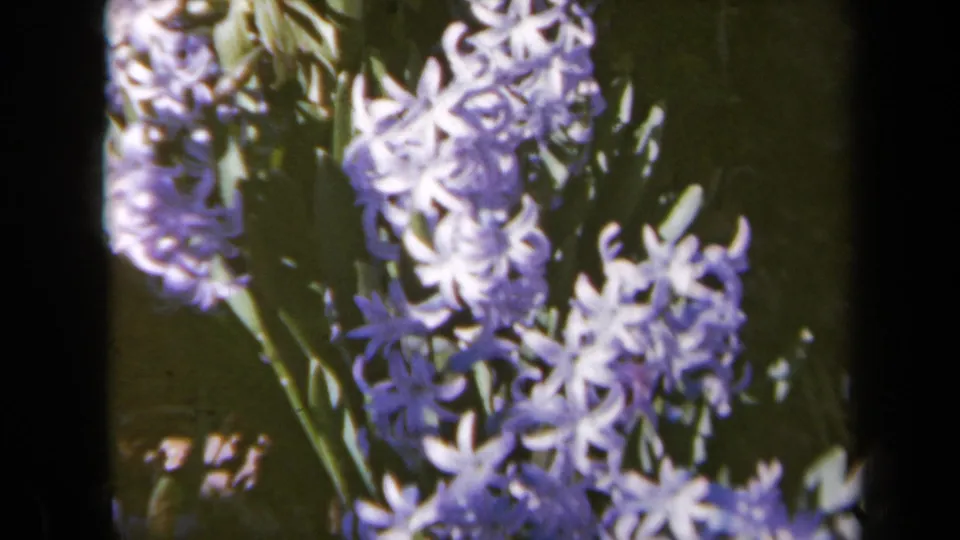 1969 California 8mm close-up of purple hyacinth blossoms and green stems, with soft focus and shadowed garden foliage behind.