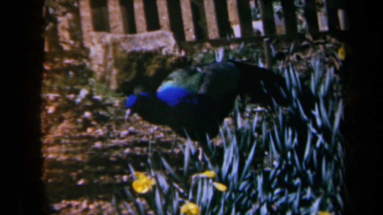 In 1969 California home-movie footage, a peacock lowers its head near daffodils and garden foliage with a wooden fence behind it.