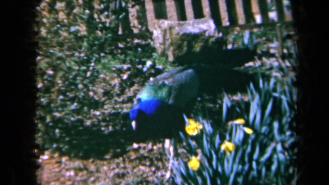 Peacock stands near yellow flowers with shrubs and a wooden fence in the background.