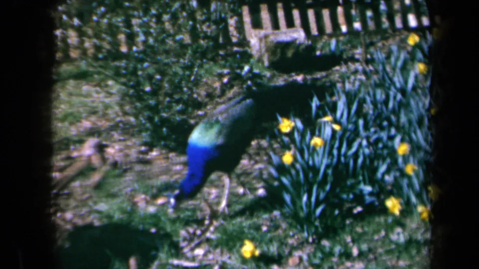 The peacock bends down at the edge of a flower bed, with yellow daffodils and dense leaves filling the 1969 California garden frame.