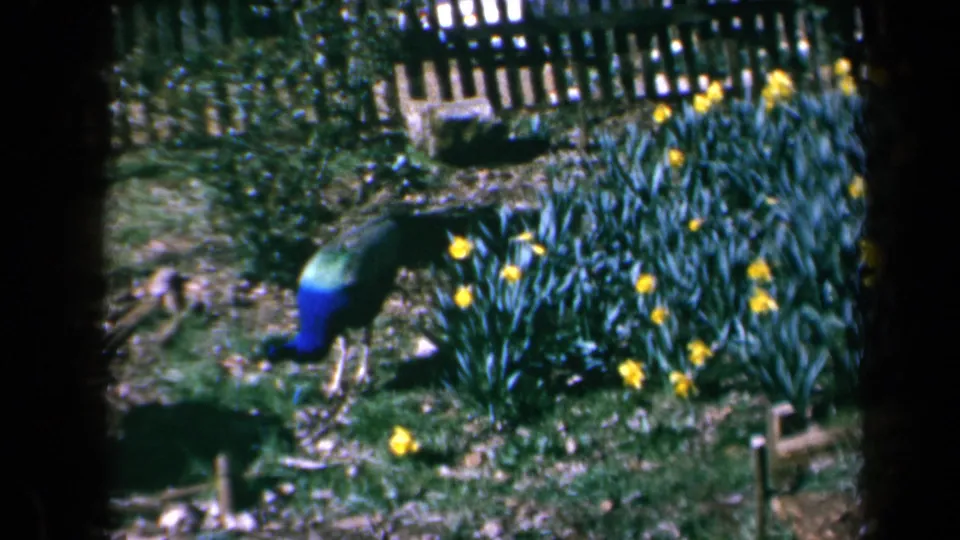 A wide 8mm frame shows the peacock foraging beside a thick daffodil patch, with grass, soil, shrubs, and fencing in the California garden.