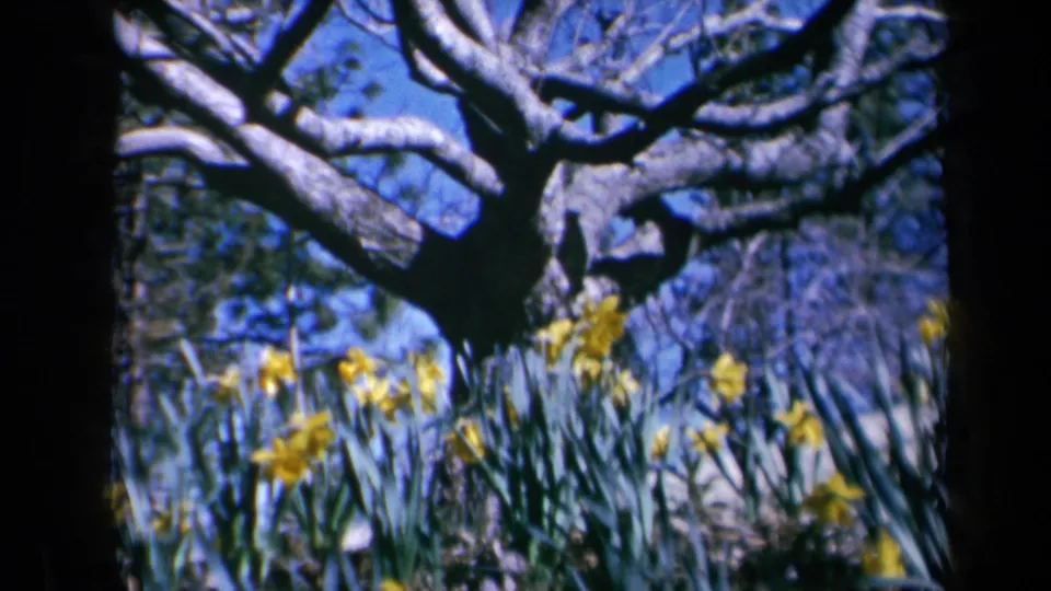 The final frame holds on daffodils beneath a broad tree, with the 1969 California garden rendered in soft 8mm color.