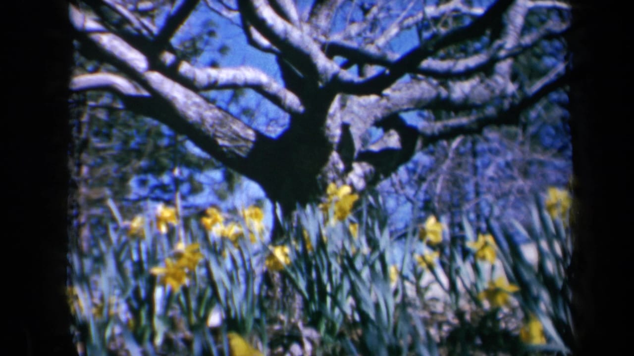 1969 California 8mm frame showing yellow daffodils below twisting bare branches in a sunlit garden.