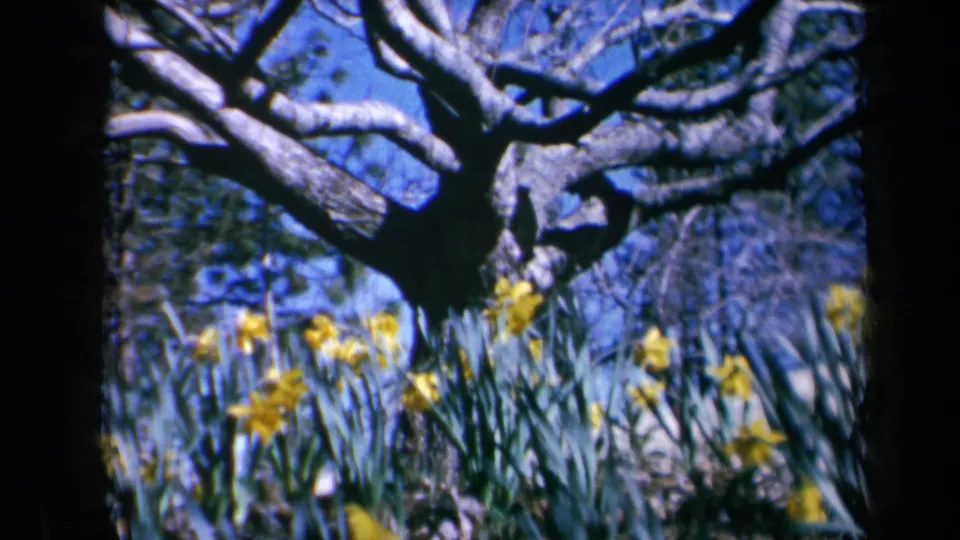 1969 California 8mm frame showing yellow daffodils below twisting bare branches in a sunlit garden.