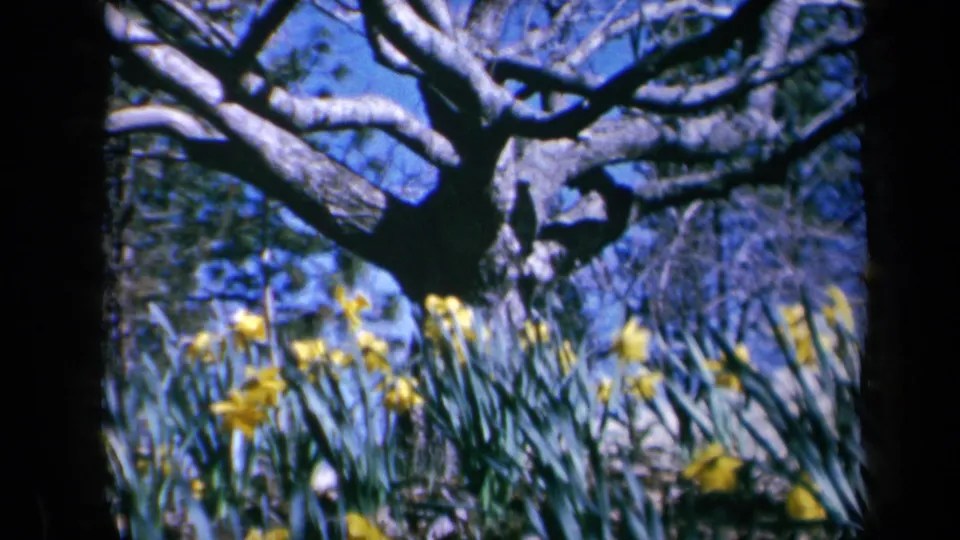 1969 California home-movie frame of daffodils and green foliage under heavy tree limbs in bright daylight.