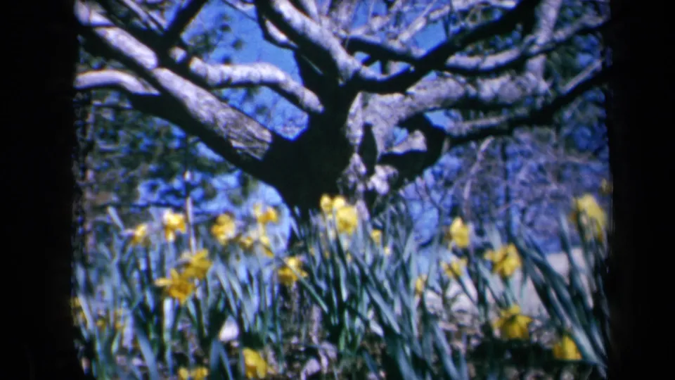 1969 California 8mm frame with soft-focus daffodils, green leaves, and a large branching tree in a garden.