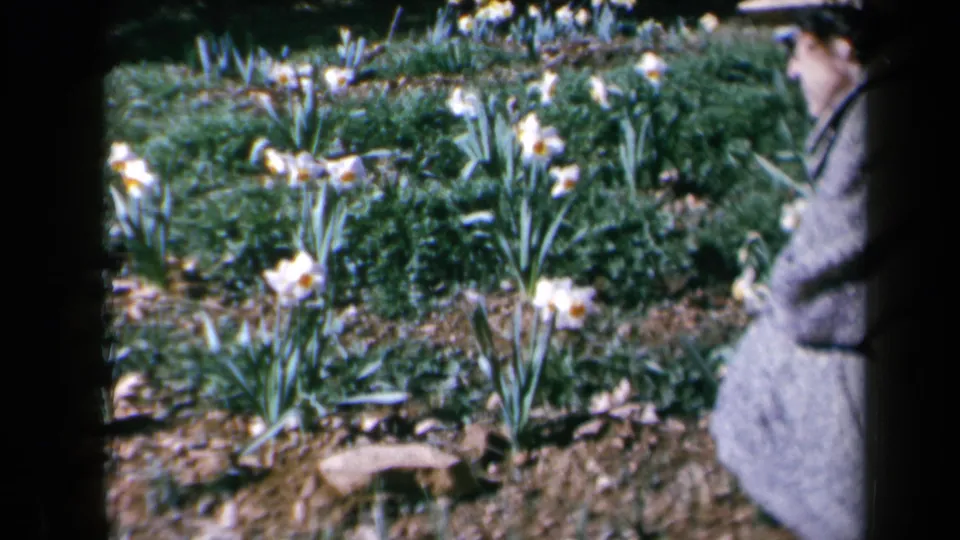 1969 California 8mm frame showing a partially visible adult beside a bed of daffodils and green planting.