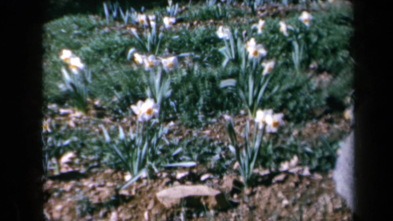 1969 California 8mm frame showing white daffodils with yellow centers among green leaves and bare garden soil.