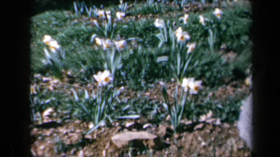 1969 California 8mm frame showing white daffodils with yellow centers among green leaves and bare garden soil.
