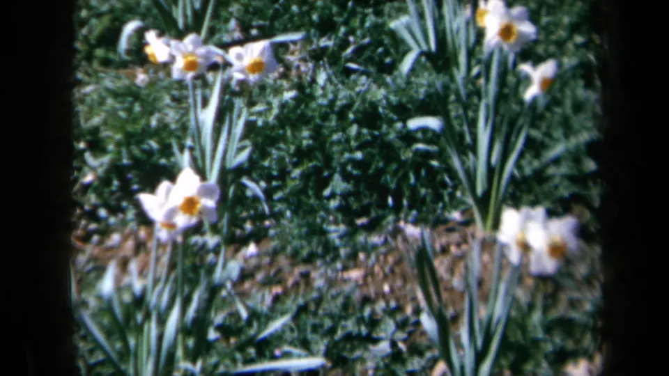 Close 8mm view of daffodils in a California garden, with white petals, yellow centers, and dense green foliage.