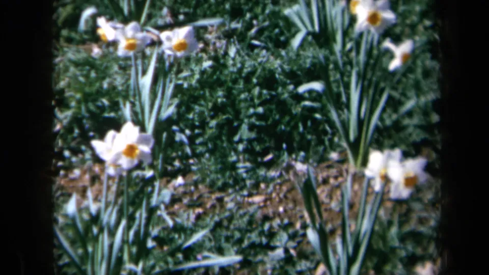 1969 home-movie frame of white daffodils in a California garden, with soft focus and visible 8mm frame borders.