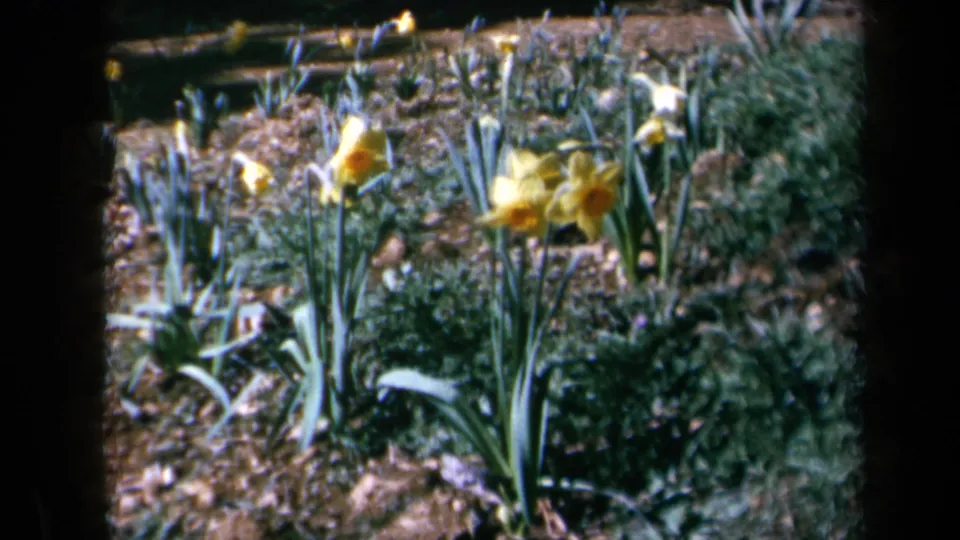 Vintage 8mm frame showing yellow daffodils in a California garden, with soil, green leaves, and soft sunlit color.