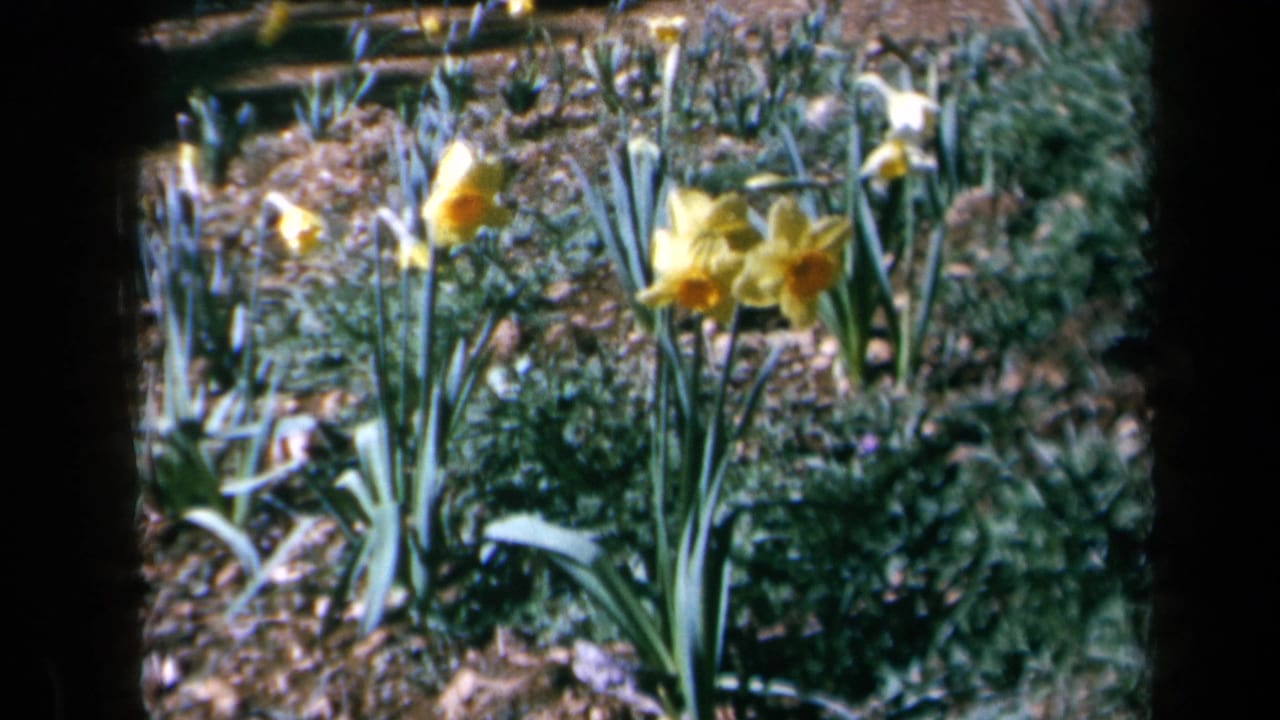 1969 California 8mm frame showing yellow daffodils in a garden bed, with green leaves, dark soil, pebbles, and soft background foliage.