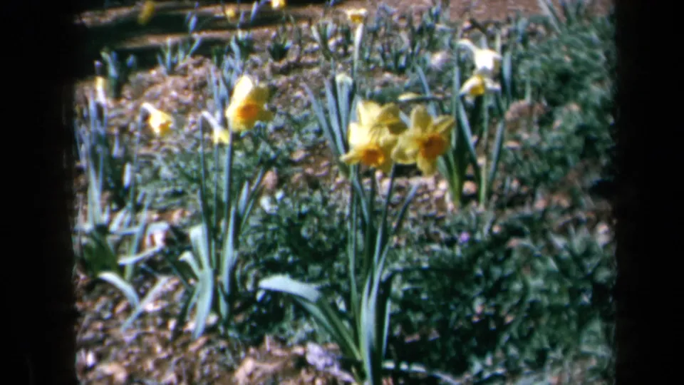 1969 California 8mm frame showing yellow daffodils in a garden bed, with green leaves, dark soil, pebbles, and soft background foliage.