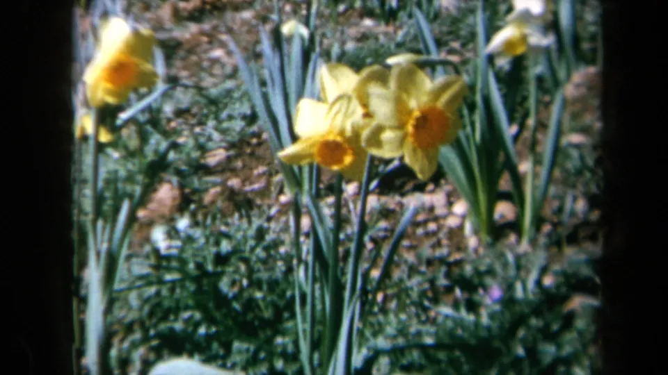 1969 California home-movie frame with yellow daffodil blossoms near the right side, surrounded by tall leaves, soil, and blurred garden growth.