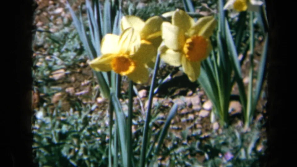 1969 California 8mm close-up of two yellow daffodils, with orange centers, slender stems, long leaves, and a softly blurred garden bed behind them.