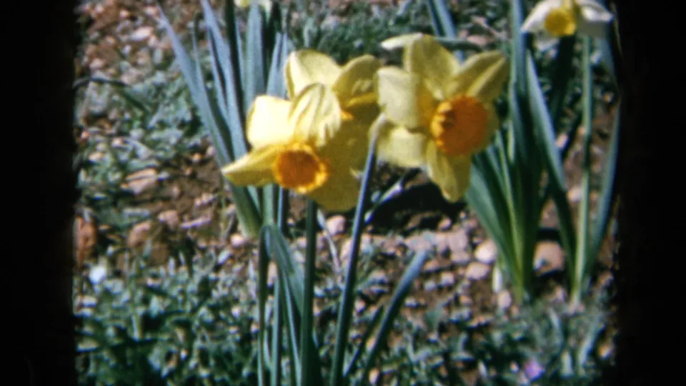 1969 California home-movie frame showing clustered yellow daffodils with orange centers, green leaves, dark soil, and soft garden foliage.