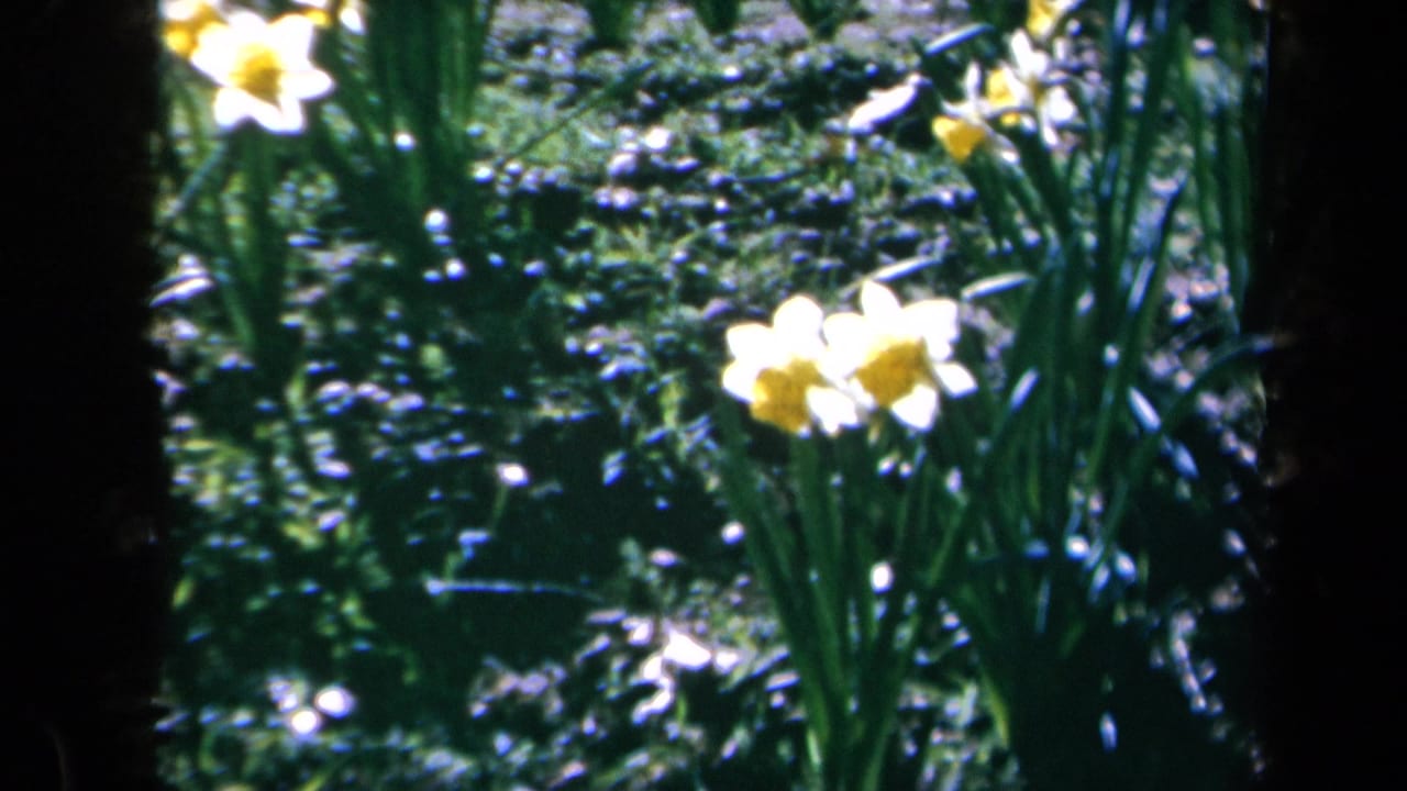 1969 California 8mm frame showing yellow and white daffodils amid green garden foliage in bright sun.