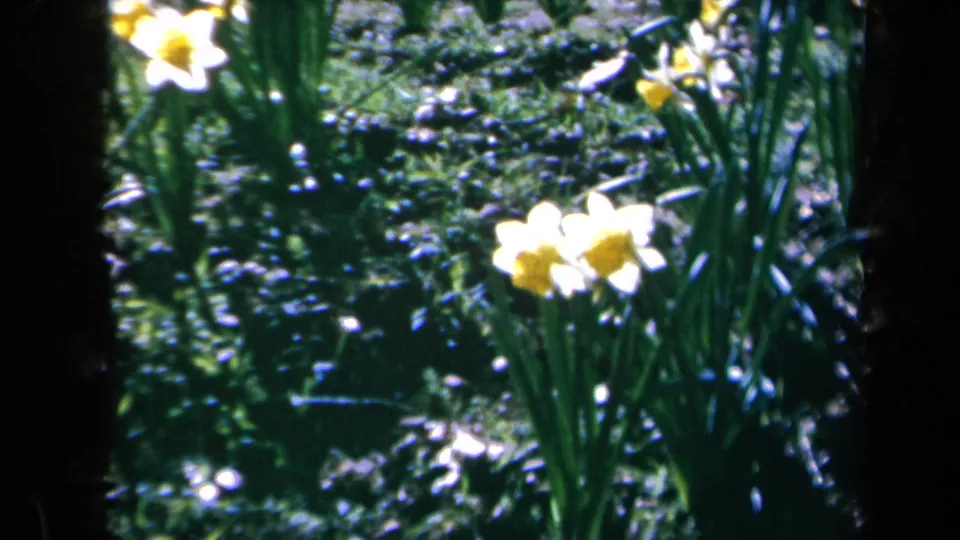 1969 California 8mm frame showing yellow and white daffodils amid green garden foliage in bright sun.
