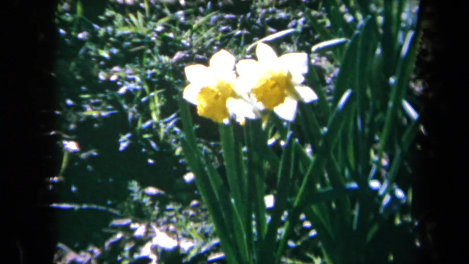 1969 California 8mm frame with a small daffodil cluster framed to the right against leafy garden ground.