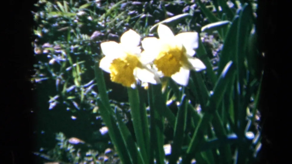 1969 California 8mm close-up of two bright daffodils, softly focused among tall green leaves.