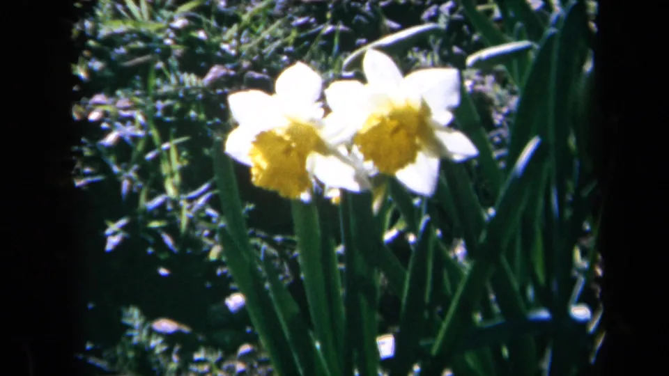 1969 California 8mm frame showing daffodils centered in a leafy garden bed under bright natural light.