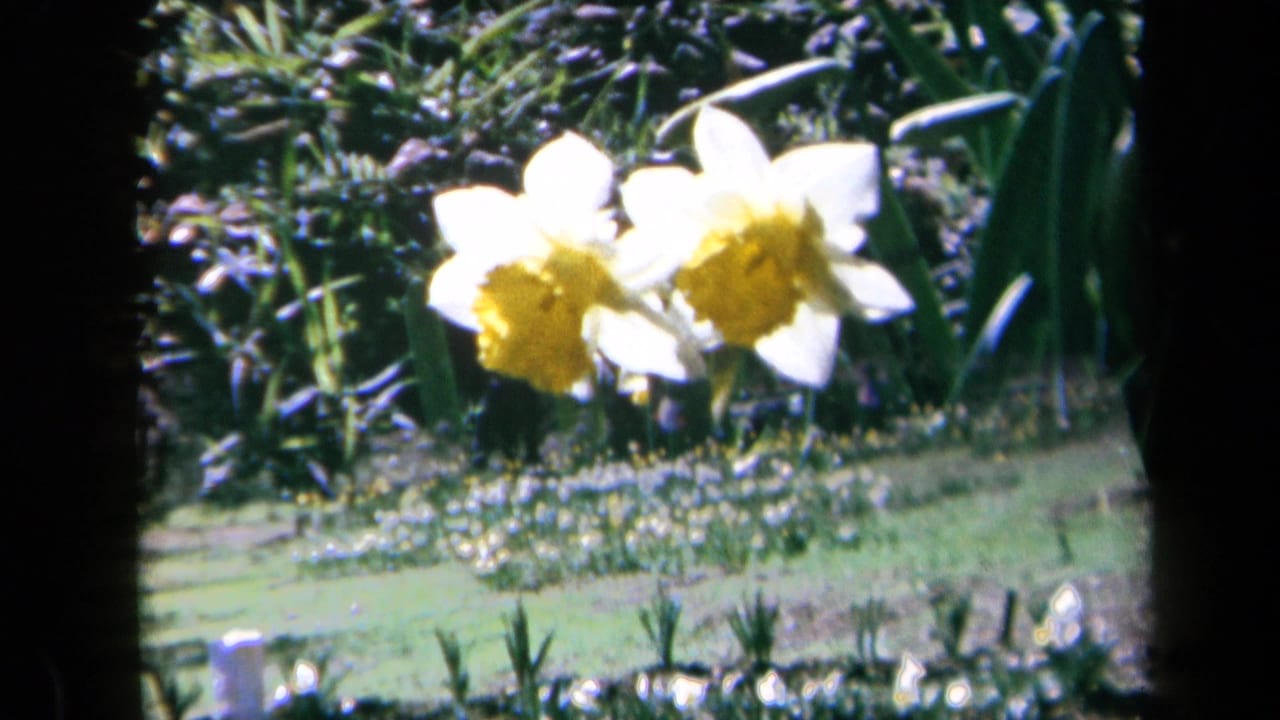 1969 California 8mm frame showing yellow and white daffodils in close view, with a soft green garden beyond.