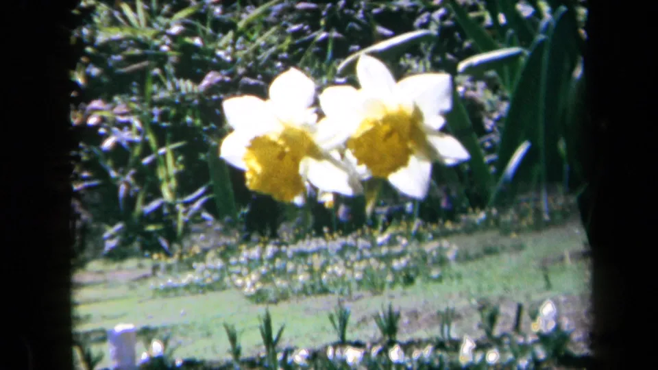 1969 California 8mm frame showing yellow and white daffodils in close view, with a soft green garden beyond.